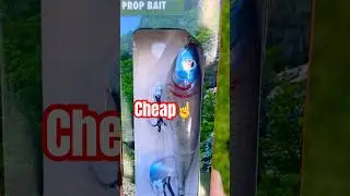 Cheap VS expensive lure challenge PT.2