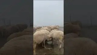 NAUGHTY SHEEPS | @SHEEP RESEARCH CENTRE| #travel #food #youtubeshorts #trending |
