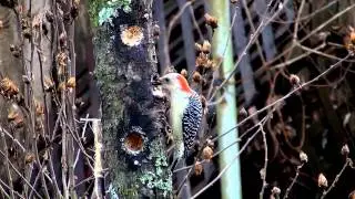 Red Bellied Woodpeckers in Arkansas