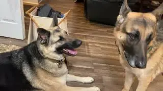 Brief German Shepherd conversation