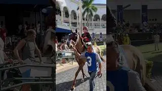 Ms. Bucchero shines in the Sugar Swirl Stakes under the guidance of Diane Morici and Irad Ortiz, Jr.