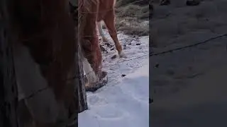 Муни ест под полной луной... минус 5 градусов по Фаренгейту.