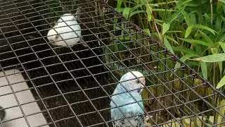 বাজরিগার বা বদ্রি পাখির জন্য একটি দোলনা বানালাম.....