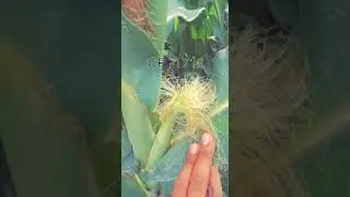 CP New Hybrid Variety Punjab Spring Maize 🌽