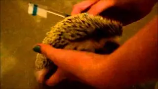 Hedgehog bath time