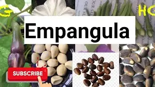 Azimba ennyumba empangula  gyizimbile mu musingi naawe alina bizinensi tosubwa enkozesa y'empangula