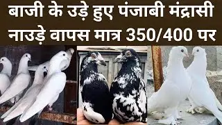 15/12/25/ ऑफर ऑफर 350 पर पंजाबी गारंटी के उस्तादों वाले मंद्रासी ऐसे देखकर भूक भाग जाये मात्र 400 पर