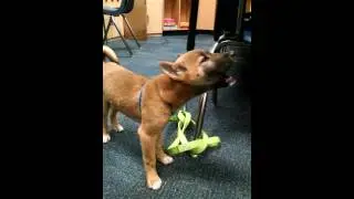 New Guinea Singing Dog