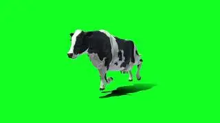 cow run green screen