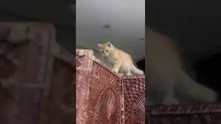 Милый котенок #shortsyoutube #shortsfeed #кошки #кошка #любителикошек #catshorts #милыйкот #котен...