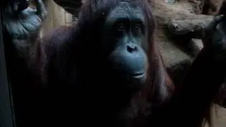 MOV03054