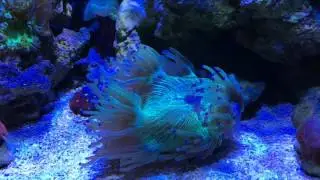Peace in the Coral Wars?
