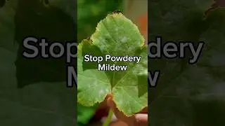 Stop Powdery Mildew Fast: Here's How