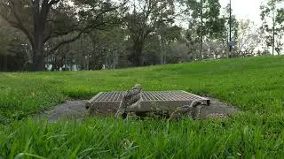 Relaxing afternoon in the grass with Coco & Pearl | Bush Stone-Curlews