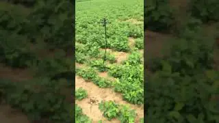 #youtube #nature #highspeedcamera #youtubeshorts #superslowmotion #farming #slowmode #slowmo