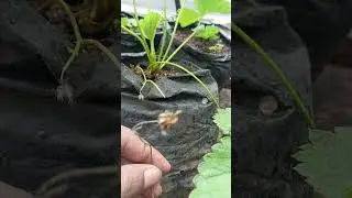 #farm #farming #garden #gardening #plantinginthegarde