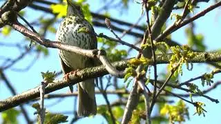 song thrush (Turdus philomelos)