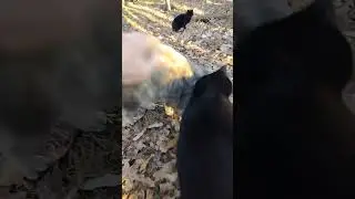 😺Calico Cat Doesn't know if She likes Pets or Not? #cat #cats #catvideos #shorts