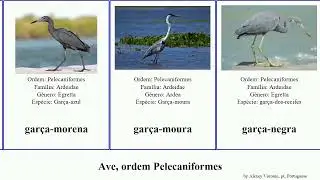Ave, ordem Pelecaniformes bird ssp gigantea dubius Nycticorax gar&ccedil;a-vermelha hagedash Ixobrychus
