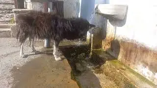 Dog drinking water from fountain in Pilio, Makrinitsa, in Greece