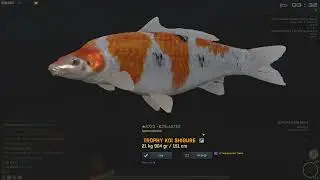The fisher Online koi shigure china dlc
