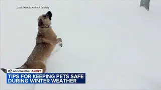 Tips to keep pets safe during winter weather