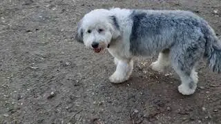 Old English Sheepdog morning walk.
