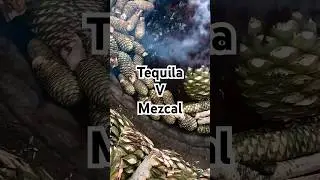 What&rsquo;s the difference between Tequila & Mezcal? #tequila #agave #mezcal