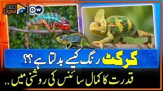 How does a Chameleon Change Colors?? | Geo Digital
