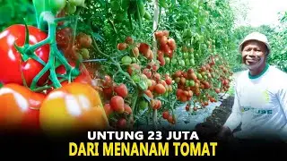 Petani bisa untung besar dengan menanam tomat