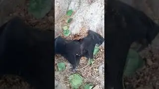 Vampire fox.. Hungry