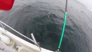 Pesca Embarcada /  Boat Fishing - Barco/boat Jokinha - Sargos e Besugos