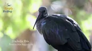 Hadeda Ibis