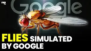 Google&rsquo;s Virtual Fruit Fly: The AI Transforming Neuroscience, Robotics, and Medicine
