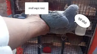 हमारे लॉफ्ट मे जंगली कबूतर 🕊️ का बच्चा आ गया