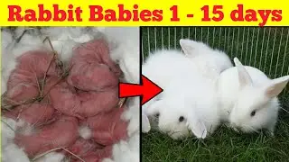 Rabbit Babies Newborn to 15 Days &ndash; Cutest Baby Bunnies