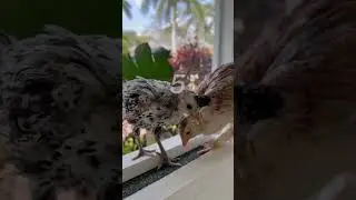 Proof! #viral #chicken #chickin #birds #chickn #cute #chickes #mcdonalds #chicking #animals