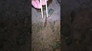 Caught a Walking Fish with a Stick. ( Mudskipper ) 😎 ||