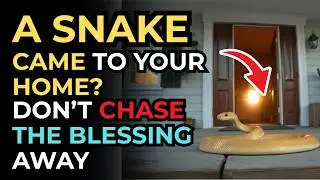 If This Snake Enters Your House, Do NOT Chase It Away &ndash; Wealth Is Trying to Enter | Feng Shui
