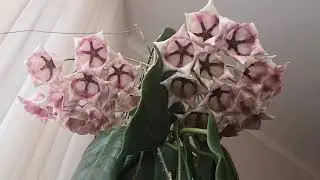 Обзор цветения хойи Арчболдиана (Hoya Archboldiana) 🌿От бутона до цветочка💚