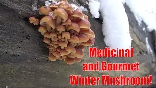 Mushrooms Growing in Snow! Medicinal and Gourmet Enoki Forage