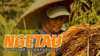 NGETAU ( Memanen padi secara tradisional)
