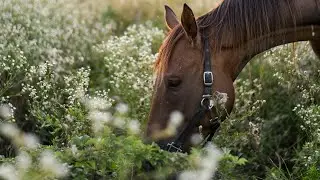 Wanderlust &ndash; Copyright-Free & Royalty-Free Country Music | Stunning Visuals | Peaceful Journey