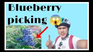 Blueberry Picking (Canada)