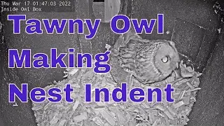 Tawny Owl Making Nest Indent on Next Box Camera