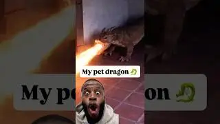 My pet dragon! 🐉 😳 #fyp #shorts #dragon #got #bwattstv