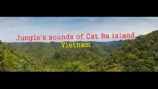 Вьетнам. Звуки джунглей острова Кат Ба /  Vietnam. Jungle's sounds of Cat Ba island