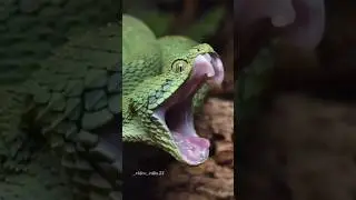 khami on my way#animals #animalslover