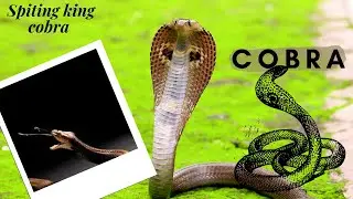 Kobra vs light snake 🐍  #snake #youtubeshorts #wildlife #snake e