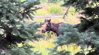 Durango-Silverton to Elk Meadow. Segment 24 of Colorado Trail